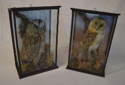 2 Early 20th century taxidermy owls