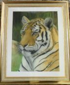 Pastel portrait of a tiger by local Linc