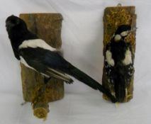 Taxidermy Magpie and Woodpecker