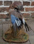 Taxidermy blue jay