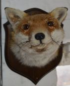 Taxidermy fox mask