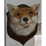 Taxidermy fox mask