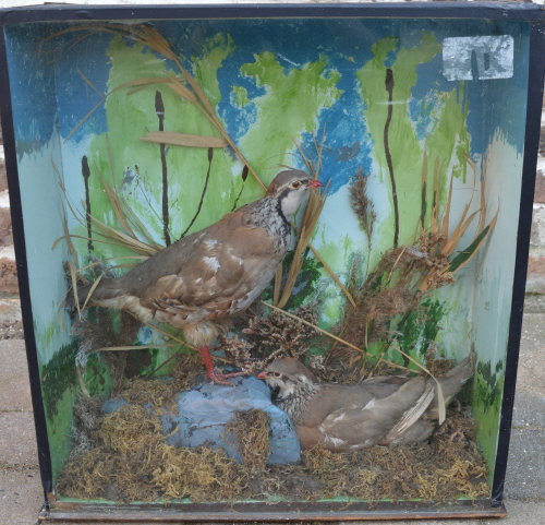 Taxidermy cased pair of French partridge