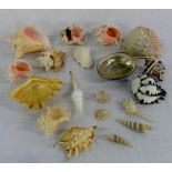 Assorted sea shells