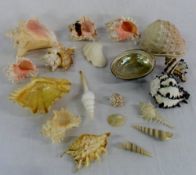 Assorted sea shells