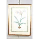 A Redouté coloured print of a lily, in gilt frame, and four smaller floral prints