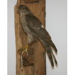 Taxidermy: a preserved and mounted sparrow hawk, 9" high