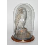 Taxidermy: a preserved barn owl under glass dome