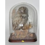 Taxidermy: a preserved tawny owl under glass dome