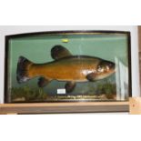 Taxidermy: a mid 20th Century preserved tench 4lb 4oz, in glazed bowfront case