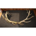 A pair of shed/cast red deer twenty-two point antlers