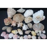 An assorted collection of sea shells, va