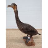 A taxidermy Cormorant on polished wooden