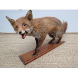 A fine taxidermy  fox  mounted on wooden