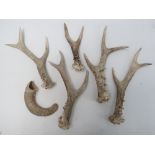A quantity of small deer horns possibly