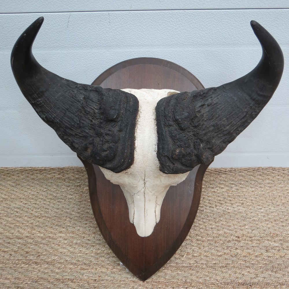 A taxidermy partial buffalo skull and ho