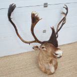 A fine quality taxidermy reindeer head c