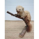 A taxidermy European pine marten on birc