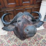 A magnificent taxidermy Cape Buffalo hea