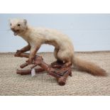 A taxidermy European pine marten on Scot