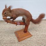 A taxidermy red squirrel, walnut in mout