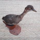 A  taxidermy unidentified small wading b