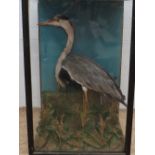 A taxidermy heron in natural setting wit