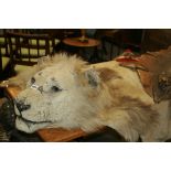 A LARGE LION SKIN RUG WITH MOUNTED HEAD
