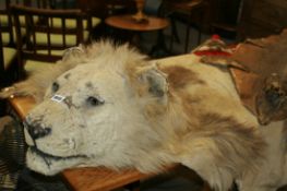 A LARGE LION SKIN RUG WITH MOUNTED HEAD