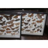 TWO CASED COLLECTIONS OF BUTTERFLIES