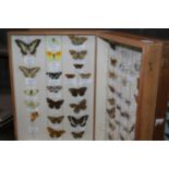 TWO CASED DISPLAYS OF BUTTERFLIES