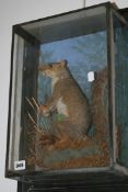 A TAXIDERMY GREY SQUIRREL