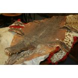 A LARGE ALLIGATOR PELT WITH MOUNTED HEAD