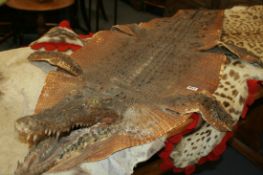 A LARGE ALLIGATOR PELT WITH MOUNTED HEAD