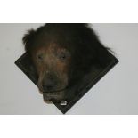 A TAXIDERMY BEAR'S HEAD ON PLAQUE