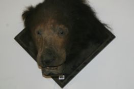 A TAXIDERMY BEAR'S HEAD ON PLAQUE