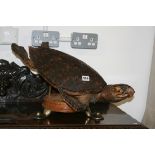 A TAXIDERMY TURTLE