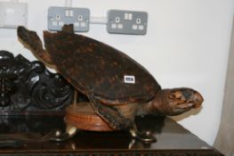 A TAXIDERMY TURTLE