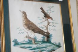 AN ANTIQUE WATERCOLOUR AND REAL FEATHER STUDY OF SONG BIRDS