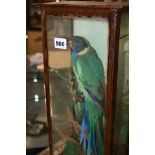 A 19TH.C.TAXIDERMY EXOTIC PARAKEET