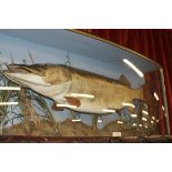 A LARGE AND IMPRESSIVE TAXIDERMY PIKE WITH LABEL STATING CAUGHT IN BLENHEIM LAKE 1939 WEIGHT 31 &