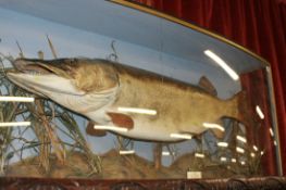 A LARGE AND IMPRESSIVE TAXIDERMY PIKE WITH LABEL STATING CAUGHT IN BLENHEIM LAKE 1939 WEIGHT 31 &