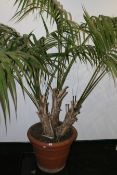 A LARGE PALM PLANT