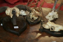 VARIOUS MOUNTED ANTLERS