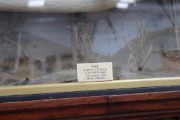 A taxidermy pike contained in a bowfront display case, labelled "Caught by A.B. Webley in Blenheim