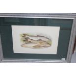 Four Victorian colour lithographs of various sporting fish, 26 x 37cm.