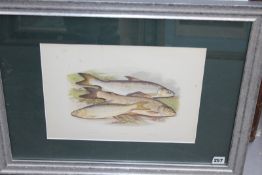 Four Victorian colour lithographs of various sporting fish, 26 x 37cm.