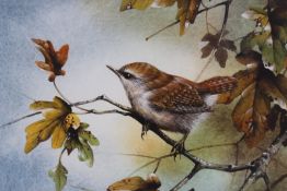 David Alan Finney (b.1961) (ARR), Study of a wren in Autumn, signed, watercolour, 30 x 24.5cm