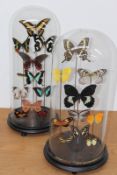 Three tall glass dome cased specimen butterfly displays, 54cm high approximately