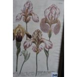 A pair of 18th Century hand coloured botanical prints of irises, 35.5 x 23cm, and another similar